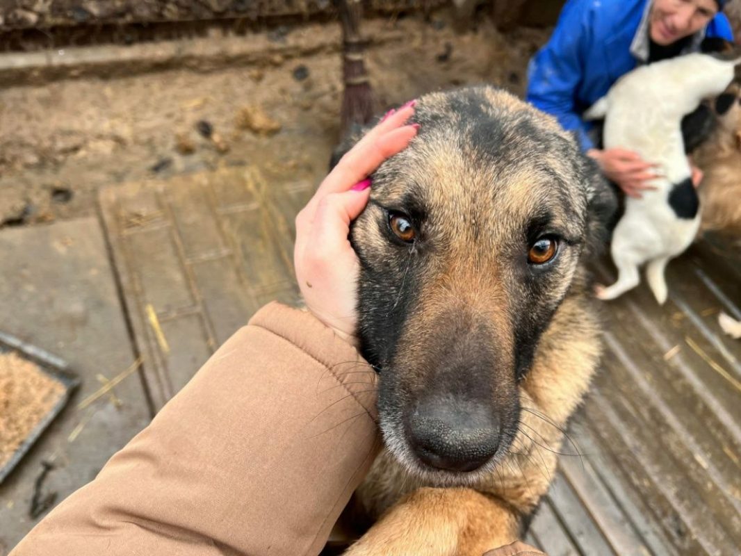 TEXAS - Chien à adopter - photo 3