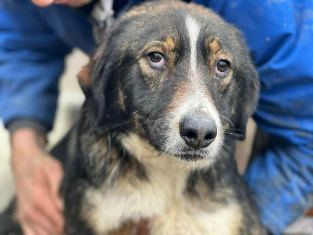 PANN - Chien à adopter - photo 2