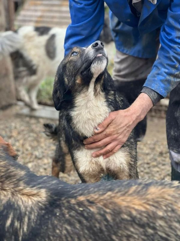 PANN - Chien à adopter