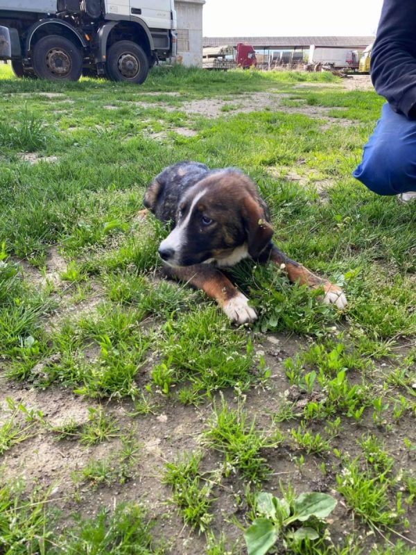 PANN - Chien à adopter - photo 4