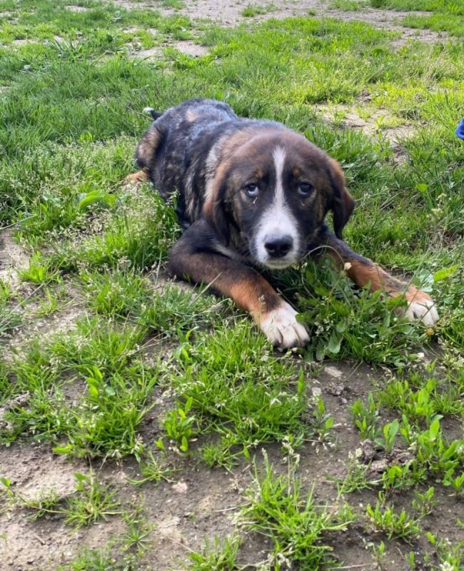 PANN - Chien à adopter - photo 3