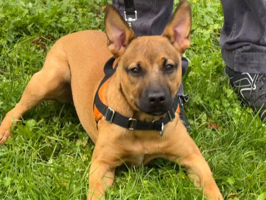Lana - Chien à adopter