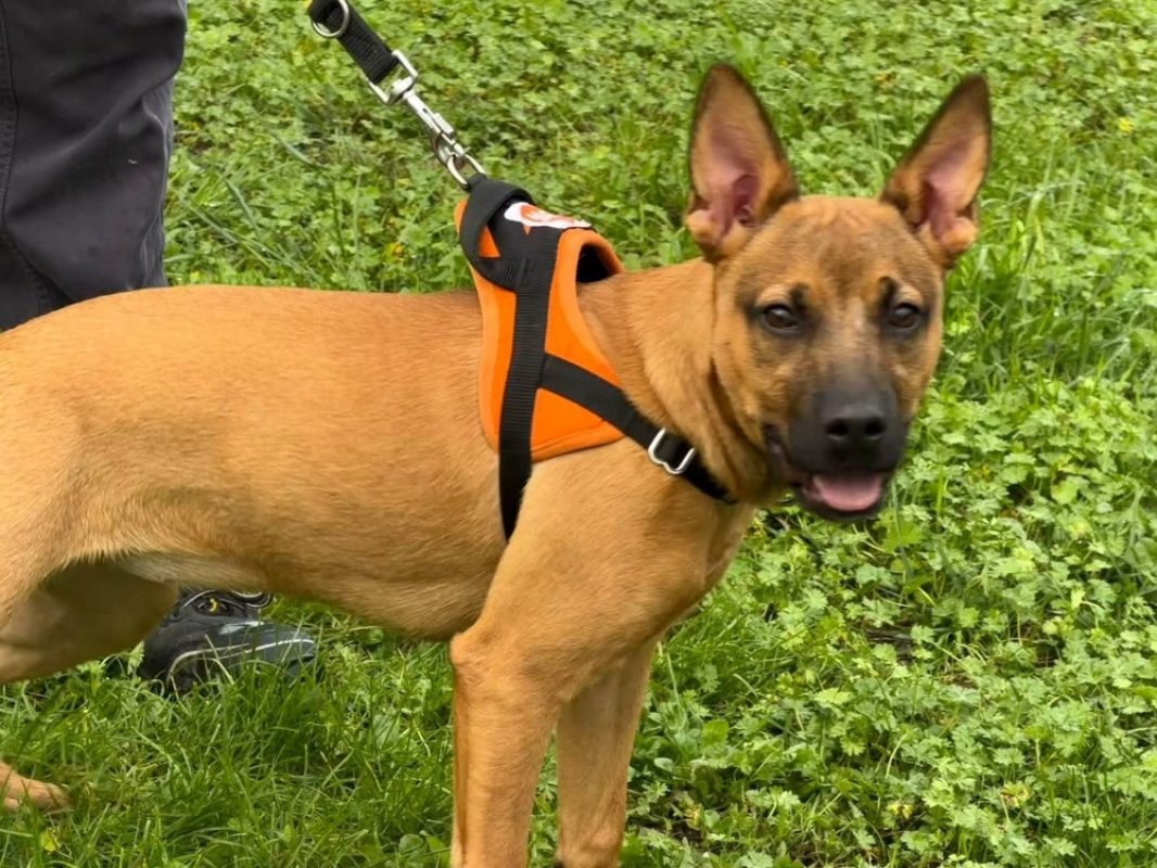 Lana - Chien à adopter - photo 2