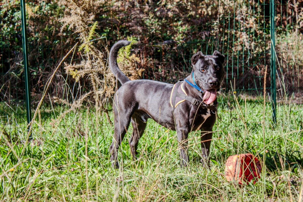 Photo #10 de Casaque