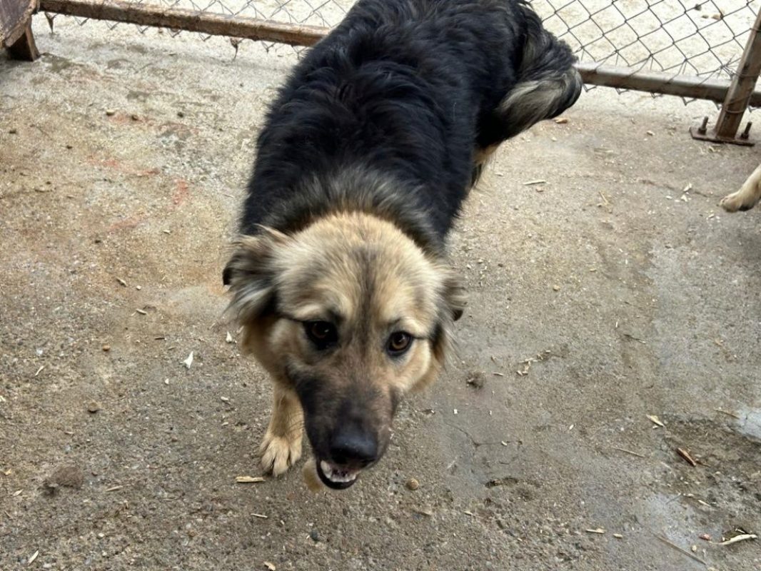 Edda - Chien à adopter - photo 2
