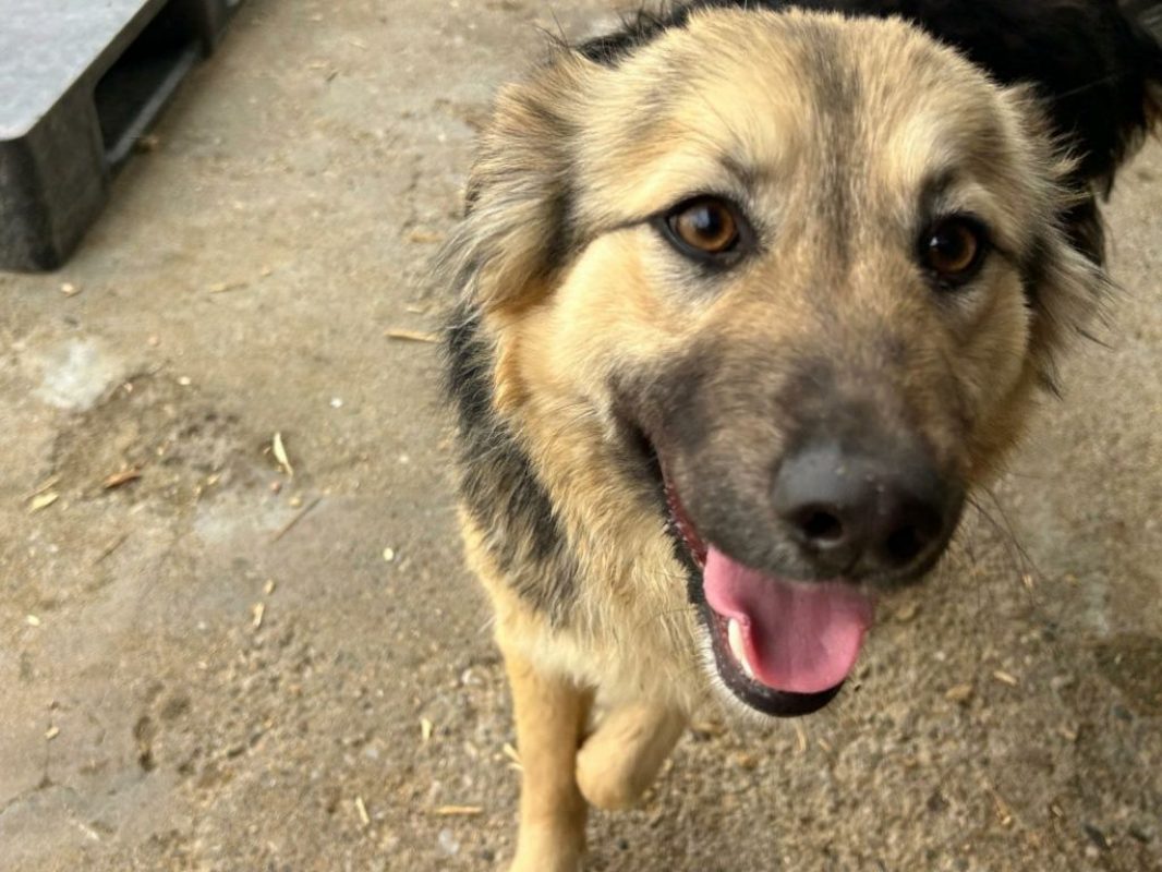 Edda - Chien à adopter