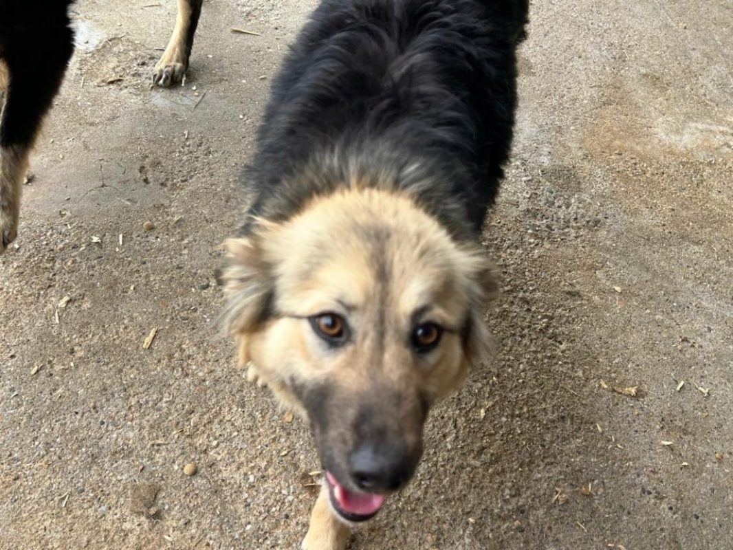 Edda - Chien à adopter - photo 4