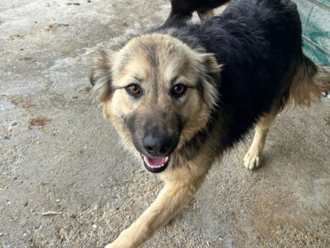Edda - Chien à adopter - photo 5