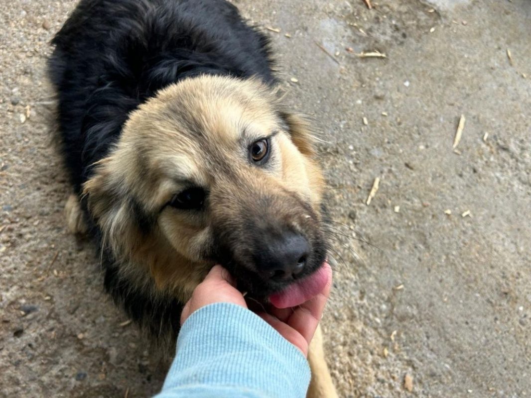 Edda - Chien à adopter - photo 3