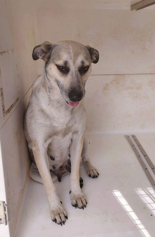 Hailey - Chien à adopter - photo 6