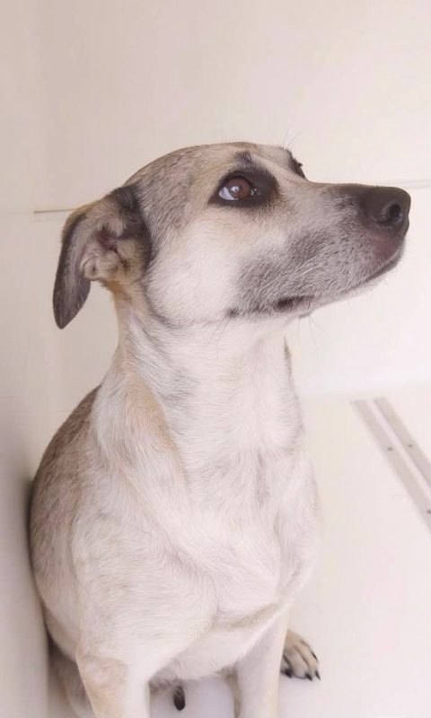 Hailey - Chien à adopter - photo 4