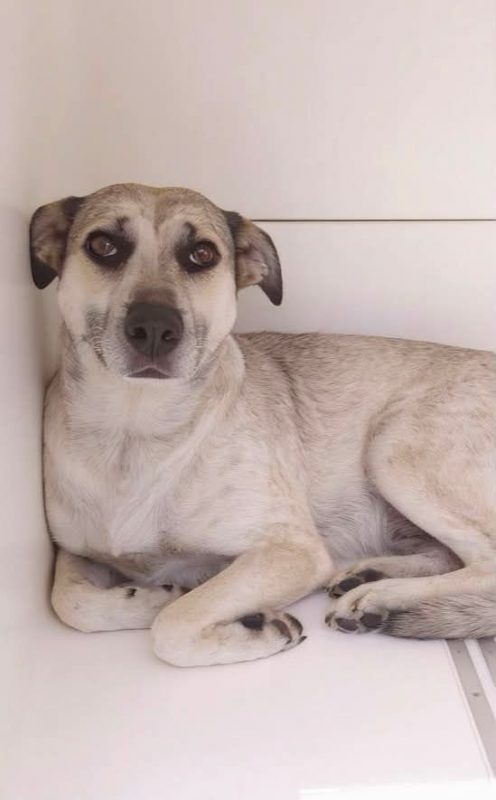 Hailey - Chien à adopter