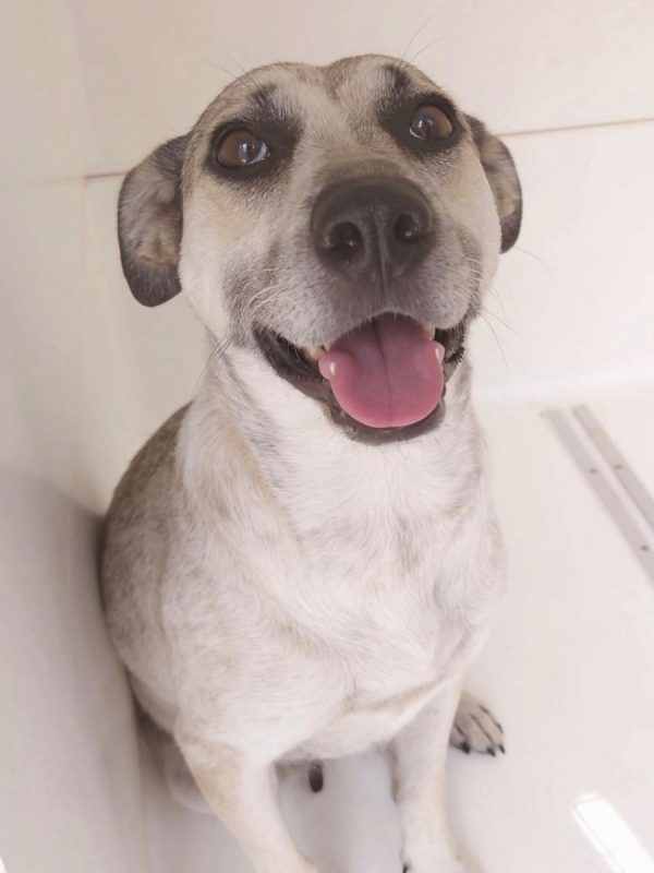 Hailey - Chien à adopter - photo 5