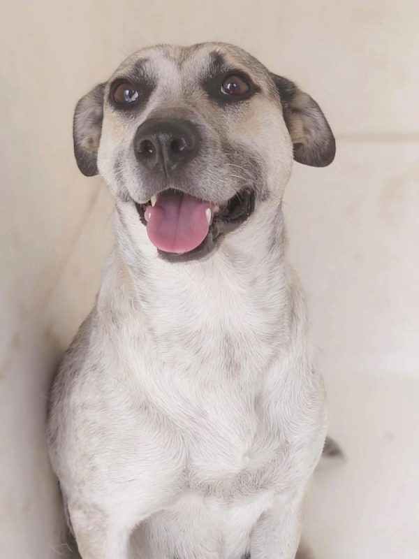 Hailey - Chien à adopter - photo 2