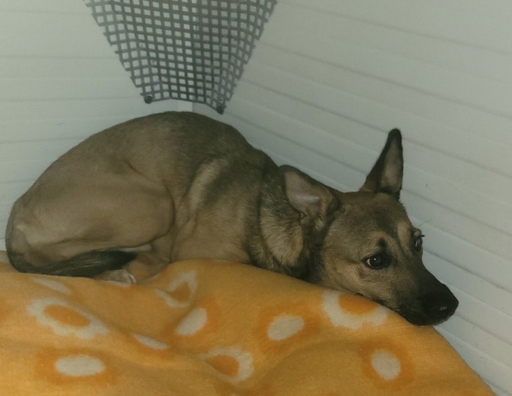 Miky - Chien Berger à adopter