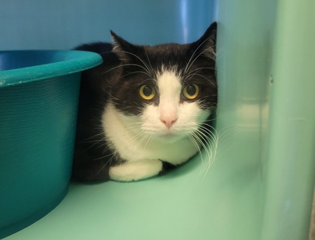 Figaro - Chat Européen à adopter