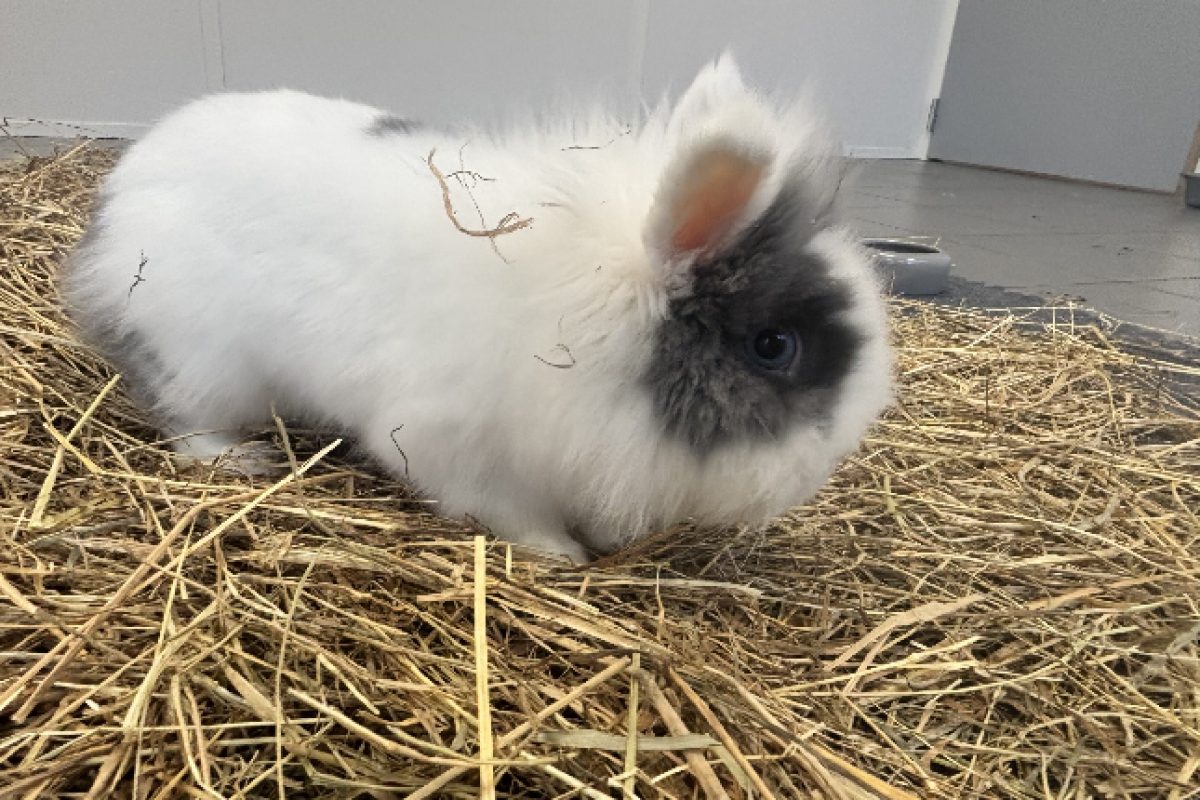 Loki - Rongeur Lapin à adopter