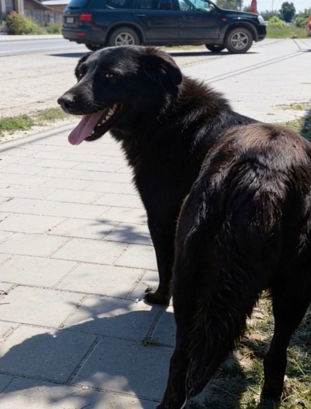 Zia - Chien à adopter - photo 5