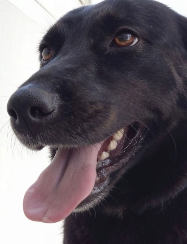 Zia - Chien à adopter - photo 2