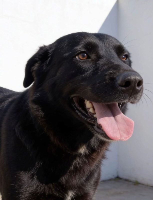 Zia - Chien à adopter - photo 3