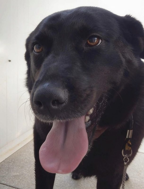 Zia - Chien à adopter - photo 4