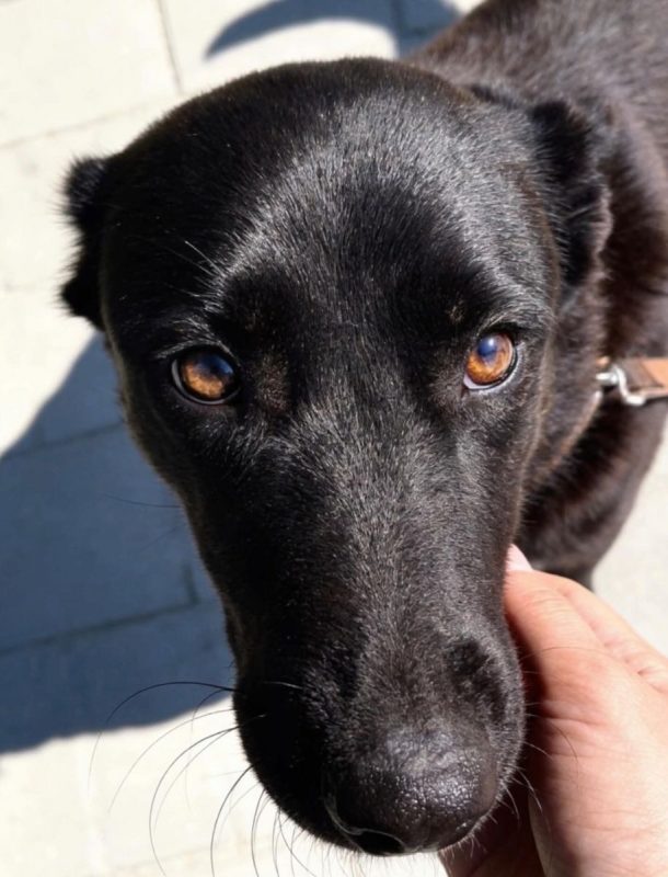 Zia - Chien à adopter - photo 6