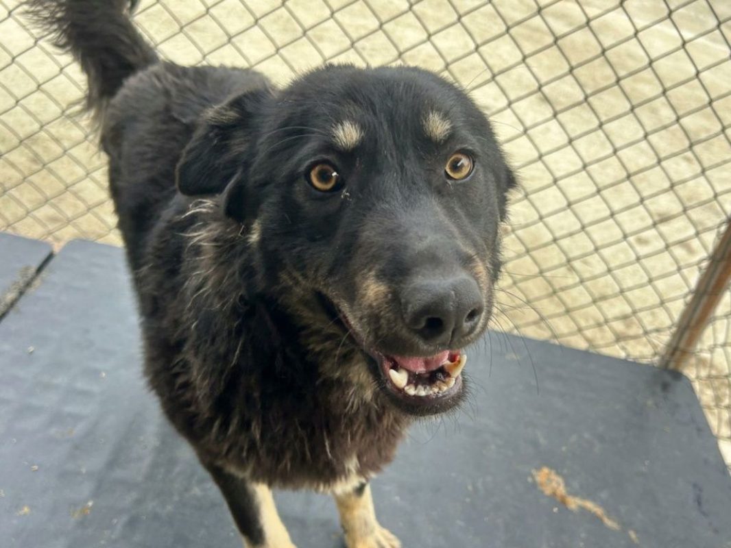 Feli - Chien à adopter