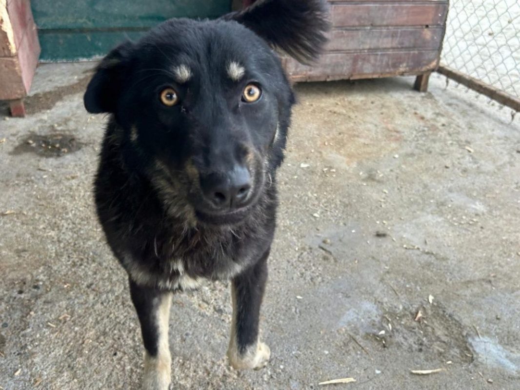 Feli - Chien à adopter - photo 6