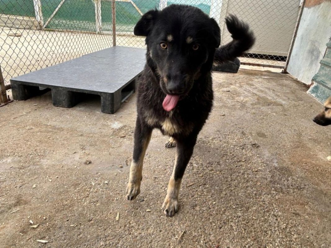 Feli - Chien à adopter - photo 5