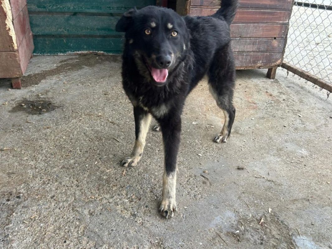 Feli - Chien à adopter - photo 3