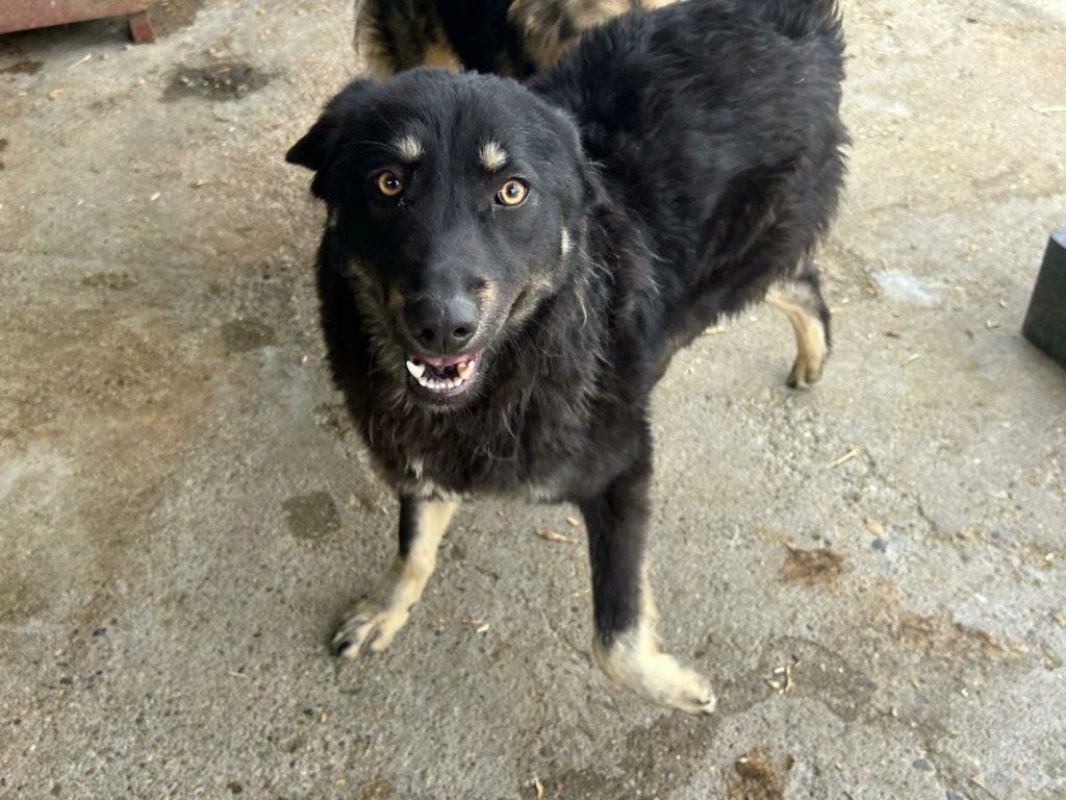 Feli - Chien à adopter - photo 4