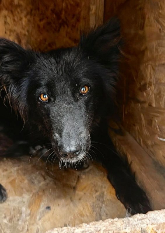 Lia - Chien à adopter - photo 2
