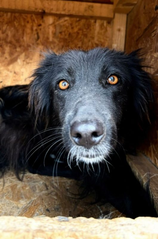 Lia - Chien à adopter - photo 5