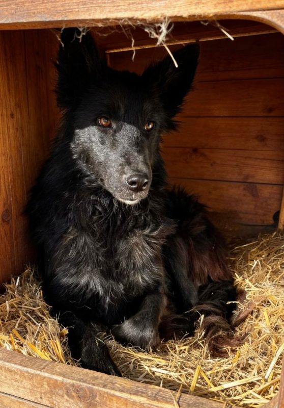 Lia - Chien à adopter - photo 10