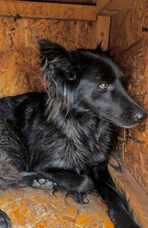 Lia - Chien à adopter - photo 4