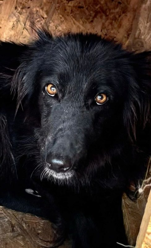 Lia - Chien à adopter - photo 3