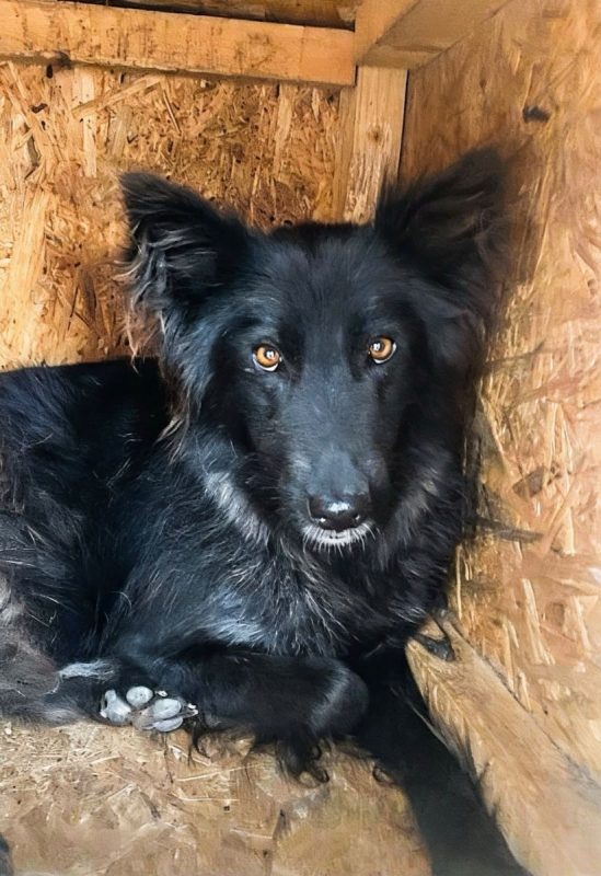 Lia - Chien à adopter - photo 7