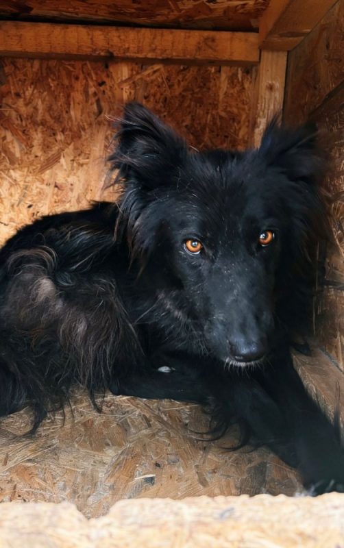 Lia - Chien à adopter