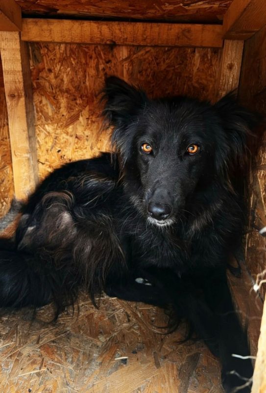 Lia - Chien à adopter - photo 8