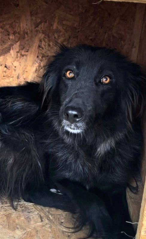Lia - Chien à adopter - photo 6