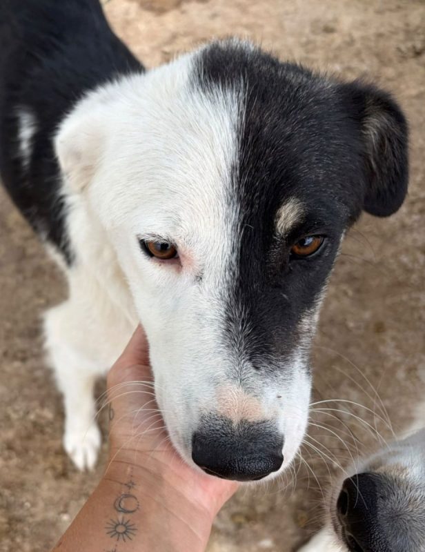 Flossie - Chien à adopter - photo 4