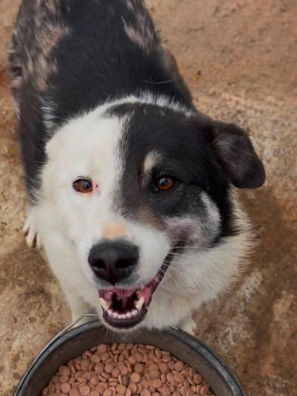 Flossie - Chien à adopter - photo 3