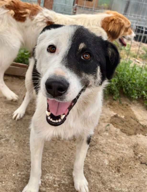 Flossie - Chien à adopter - photo 7