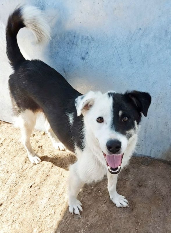 Flossie - Chien à adopter