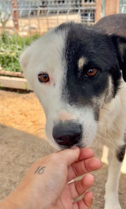 Flossie - Chien à adopter - photo 2