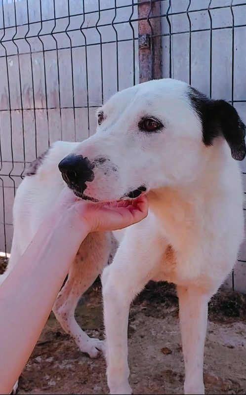 Pippi - Chien à adopter - photo 3