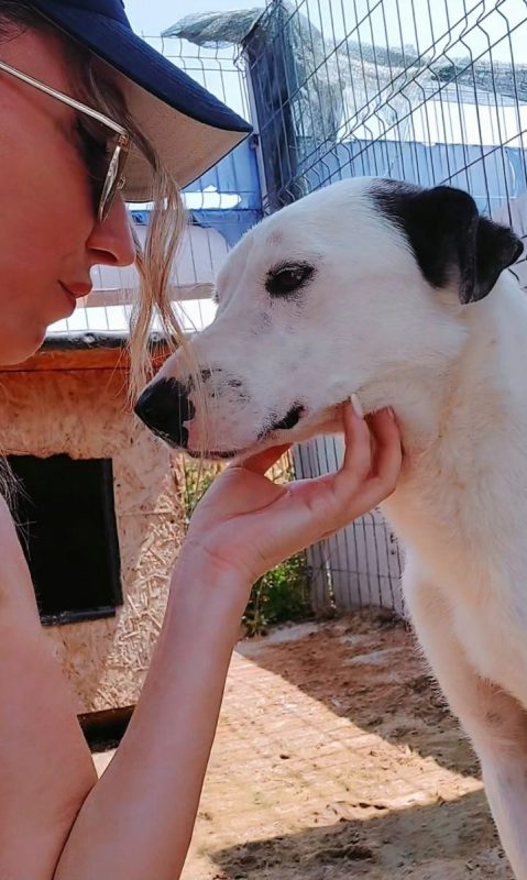 Pippi - Chien à adopter - photo 4