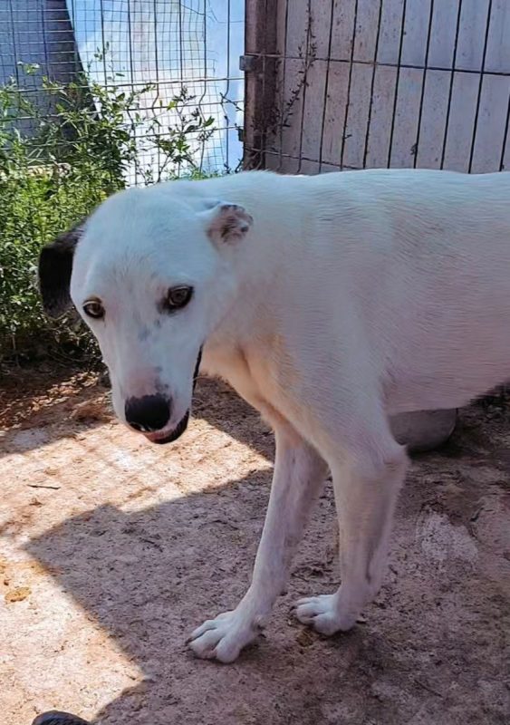 Pippi - Chien à adopter
