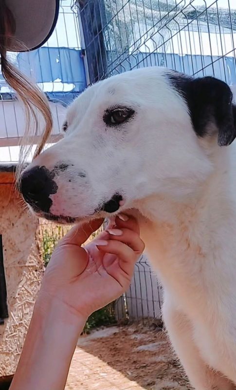 Pippi - Chien à adopter - photo 2