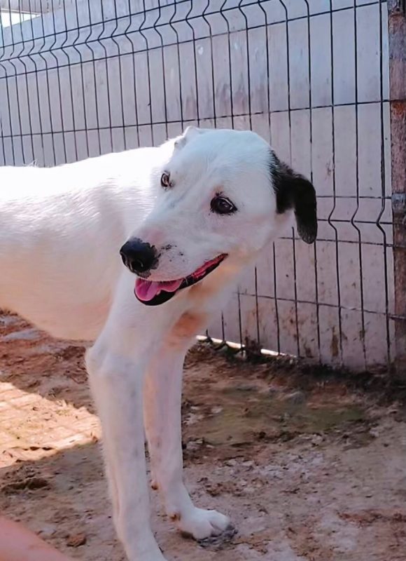 Pippi - Chien à adopter - photo 5